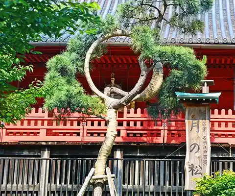 清水観音堂の月の松 / 上野